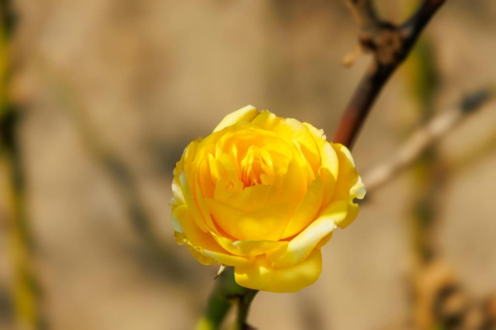 Kanaat ve Bereket&nbsp;Duası